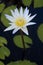 White water lily blooming above a dark pond with lily pads.