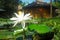 White water lily blooming on water