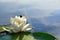 White water lily blooms in a pond among the leaves