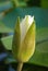 White water lily blossom among green algae in the lake