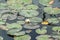 White water lily bud on the lake, lotus flower with green pads,