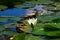 White water lily at Danube delta