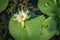 White water lily on the Des Milles Iles river