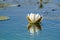 White Water Lily floating on blue water in Danube Delta. Nenuphar (Nymphaea alba)