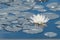White water lily flower on mirror blue lake surface