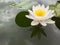 white water lily flower or nymphaea hardy