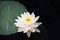 White water lily flower with yellow Stamens Nymphae pygmaea