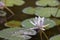 White water lily on lilypads in a pond in Java