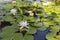 White water lily lotus flower blossom, Nymphaea on water surface