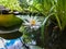 White water lily or lotus flower Marliacea Rosea reflected in pond water mirror with blue sky and leaves.