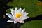 White Water Lily Nymphaea alba