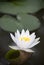 White water lily (Nymphaea alba)