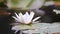 White water lily in a pond. Nymphaea alba. Beautiful white water lily and tropical climates. Water lily background.