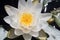 white water lily in the pond of some water plants with yellow center