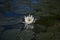 White water lily reflected in water