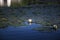 White water lily and reflection in blue water