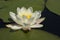 White Water-lily, Witte waterlelie, Nymphaea alba