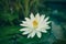 White water lily with yellow pollen on surface of the pond. Close up of beautiful lotus flower. Flower background. Spa concept