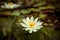White water lily with yellow pollen on surface of the pond. Close up of beautiful lotus flower. Flower background. Spa concept