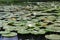 White water Lily â€” a perennial aquatic plant. Ðœontenegro.