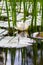 White water pond lily (Nymphaea alba) reflections