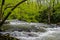 A white water stream is surrounded with greenery in the Smokies.