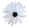 White  watercolor daisy. Flower on a white isolated background with clipping path.  For design.  Closeup.