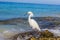 White waterfowl at beach on Dominican Republic