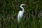 White Waterfowl Standing in Marsh