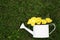 White watering can with beautiful yellow oenothera flowers on green grass, top view. Space for text