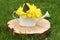 White watering can with beautiful yellow oenothera flowers on stump outdoors