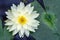 White waterlilies and green leaves on the water