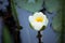 white waterlilly flower in a japonese garden