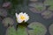 white waterlilly in the pond