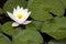 White waterlily