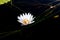 White waterlily with black background