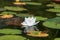 White waterlily in bloom.