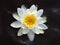 White waterlily floating in water.