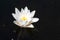 White Waterlily Flower Nymphaea alba, in full flowering shape