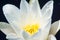 White Waterlily Flower Nymphaea alba, in full flowering shape