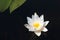 White Waterlily Flower & x28;Nymphaea alba& x29;, in full flowering shape