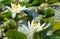 white waterlily flower in the water