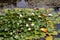 White waterlily flowers or Nymphaea alba in the decorative pond