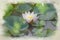 White waterlily and green lily pads digital watercolor painting