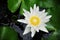 White Waterlily or Lotus Flower