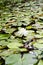 White waterlily surrounded by lily pads on lake