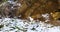 White weasel in front of fallen tree stump in winter