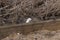 White weasel ( Mustela nivalis ) in sand in early spring