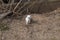 White weasel ( Mustela nivalis ) in sand in early spring