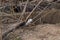 White weasel  Mustela nivalis  in sand in early spring
